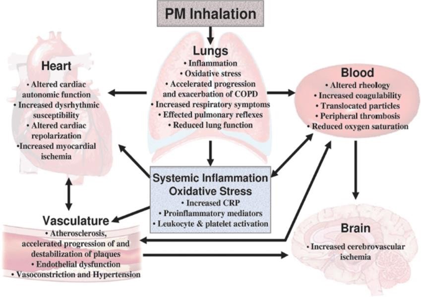 particulate matter-inhalation